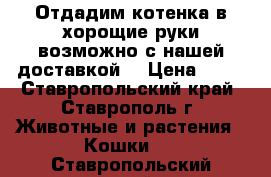 Отдадим котенка в хорощие руки(возможно с нашей доставкой) › Цена ­ 10 - Ставропольский край, Ставрополь г. Животные и растения » Кошки   . Ставропольский край
